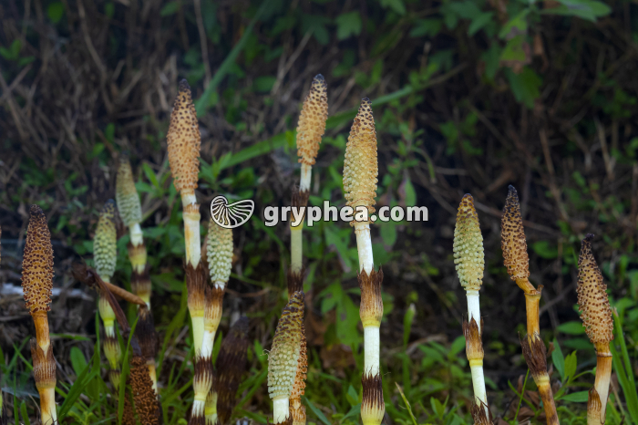 Grande Prêle - Epis sporifères ou strobiles (Equisetum telmateia) - gryphea.com
